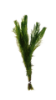 Picture of PLANT-MYRIO GREEN CULTIVATED SPECIES W/LEAD  MYRIOPHYLLUM SPECIES *CANNOT BE SHIPPED TO: AL, CA, CT, ID, IL, ME, MA, MI, NE, NH, NY, OR, VT, WA, WI   
