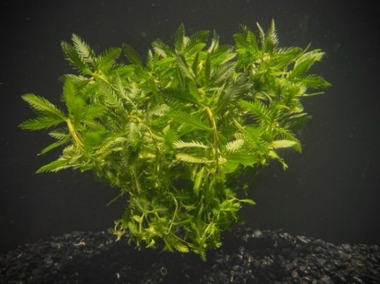 Picture of PLANT-MERMAID, MARSH MERMAIDWEED SPECIES: PROSERPINACA PALUSTRIS   W/LEAD      