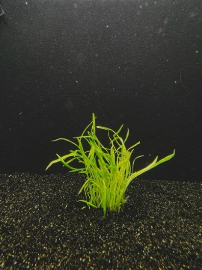 Picture of PLANT-MICRO SWORD MAT 6X6"       