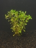 Picture of PLANT-LUDWIGIA ARCUATA-NEEDLE LEAF W/LEAD