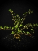 Picture of PLANT-LUDWIGIA ARCUATA-NEEDLE LEAF W/LEAD