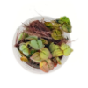 Picture of PLANT-RED ROOT FLOAT-PORT 4OZ CP
