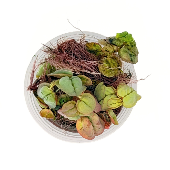Picture of PLANT-RED ROOT FLOAT-PORT 4OZ CP