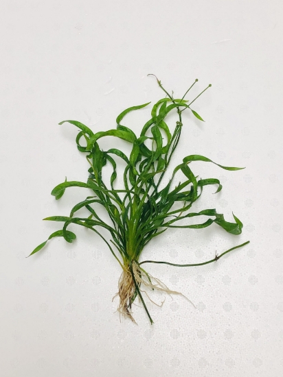 Picture of PLANT-VESUVIUS SWORD MD SPECIES: ECHINODORUS VESUVIUS       