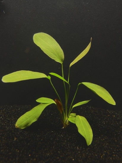Picture of PLANT-RUBY (RED)MELON SM SPECIES: ECHINODORUS BARTHII    