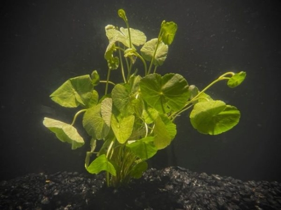 Picture of PLANT-PENNYWORT(BRAZILIAN) W/LEAD     