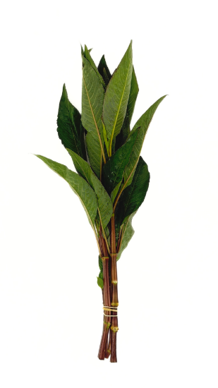 Picture of PLANT-TEMPLE GREEN W/LEAD             