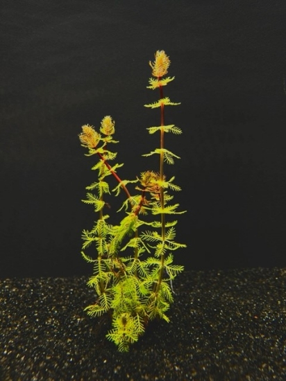 Picture of PLANT-PARROT'S FEATHER, DWF RED STEM