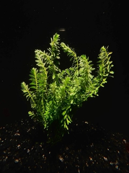 Picture of PLANT-ROTALA NANJENSHAN