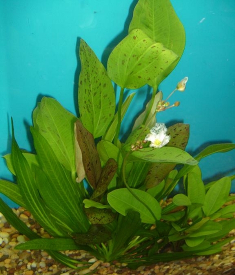 Picture of PLANTS-TRUE AQUATICS SWORDS-EXTRA-PREMIUM PACKAGE     