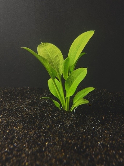 Picture of PLANT- ROSETTA LG