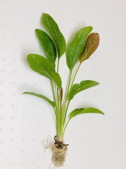 Picture of PLANT-SPARKLE LG