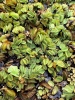 Picture of SURFACE VARIETIES-SALVINIA MINIMA 