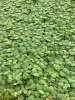 Picture of PLANT- RED ROOT FLOATER 1/4 LB