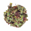 Picture of PLANT- RED ROOT FLOATER 1/4 LB