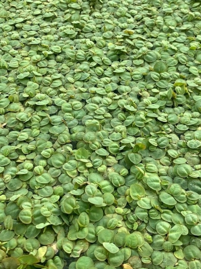 Picture of PLANT-RED ROOT FLOATER 1/2LB   