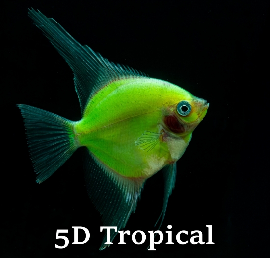 Picture of GLOFISH(R)-ELECTRIC(R) GREEN ANGEL LG