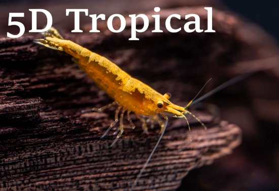 Picture of SHRIMP-GOLD STRIP YELLOW