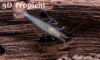 Picture of SHRIMP-AMANO      
