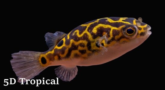 Picture of PUFFER-AVOCADO