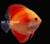 Picture of DISCUS-MARLBORO 2.5" SINGAPORE   