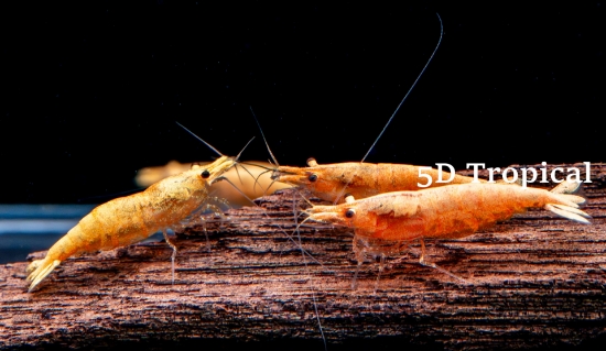 Picture of SHRIMP-ORANGE