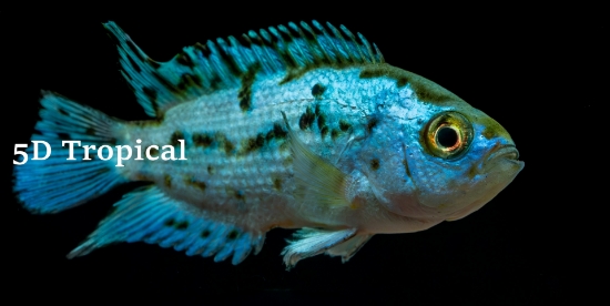 Picture of CICHLID-ELECTRIC BLUE JACK DEMPSEY-REG    