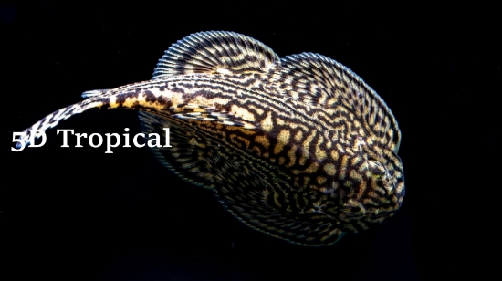 Picture of LOACH- SEWELLIA