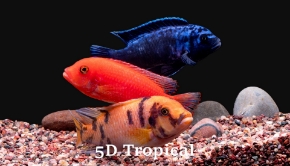 Picture for category African Fish
