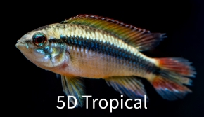 Picture for category Apistogramma