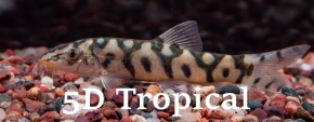 Picture for category Botias & Loaches