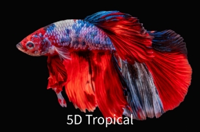 Picture for category Bettas