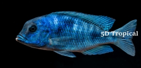 Picture for category Cichlid-Haplochromines