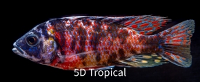 Picture for category Cichlid-Peacocks