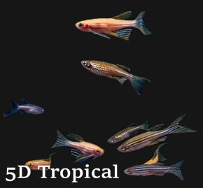 Picture for category Danios