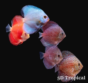 Picture for category Discus