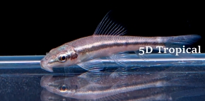 Picture for category Far East Fish