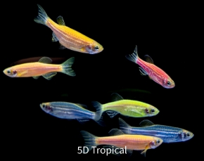 Picture for category GloFish(R) - Danio