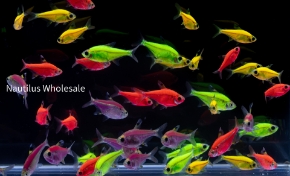 Picture for category Glofish(R) - Tetra Pristella