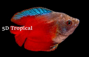 Picture for category Gouramis