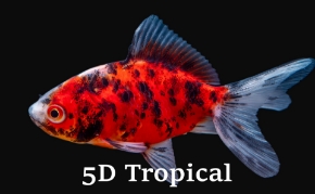 Picture for category Goldfish-Domestic