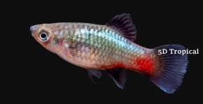 Picture for category Platies