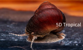 Picture for category Snails
